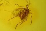 Two Fossil Flies (Diptera) and a Beetle (Coleoptera) In Baltic Amber #173664-1